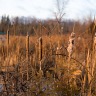 Another Weekend At Mr. Varga's Cottage
